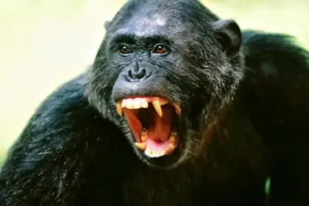 Şimpanze körpəni parçalayıb öldürdü