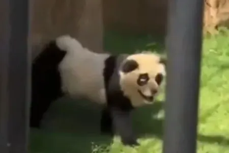 İti rəngləyib, panda olaraq - TƏQDİM ETDİLƏR