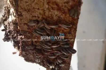 Sumqayıtdakı bit-birəli məktəbi bu dəfə həşəratlar basdı - – QALMAQAL