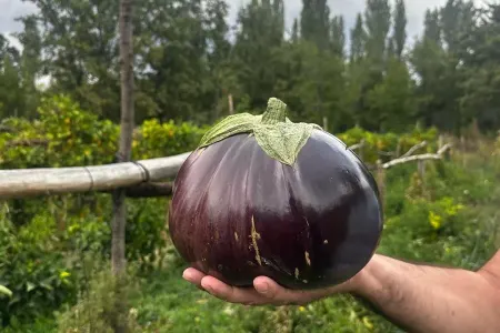 2 kiloluq badımcan görənləri - TƏƏCCÜBLƏNDİRDİ