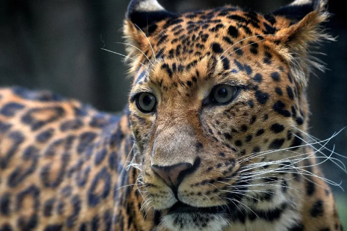 Bəbirin hücum etdiyi azyaşlı - DÜNYASINI DƏYİŞDİ