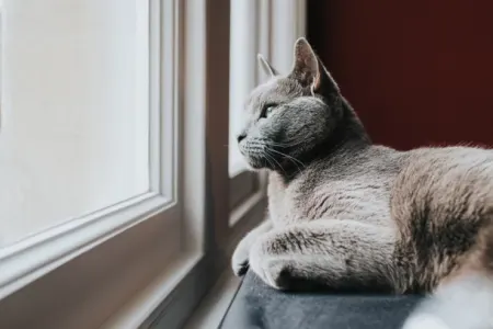 Pişiklər nə qədər tək qala bilərlər?