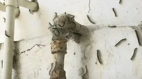 Bakıda insanlar təşviş içində - küçəni bürüyən bu canlılar nədir? - FOTO