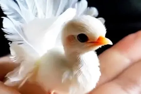 130 il ərzində yüzlərlə quş növü yox oldu