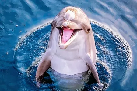 İnsandan sonra ən ağıllı canlı: - Delfinlər gülümsəməyi bacarırmış