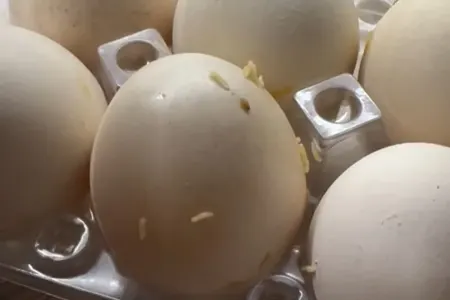 “Araz” marketdən alınan yumurtadan qurdlar çıxdı - – FOTO