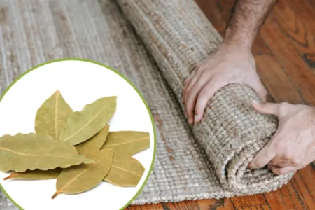 Xalçanızın altına dəfnə yarpağı qoyun: - Görün nə edir