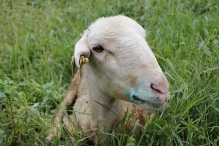 Türkiyədə "mavi dil" karantini