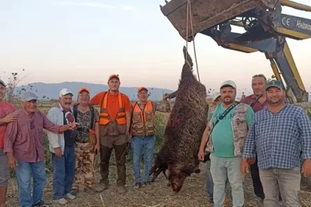 300 kiloluq nəhəng donuz - ovladılar