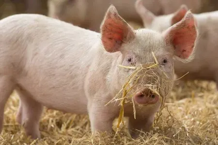 Bilmədən donuz əti yemək günahdır?