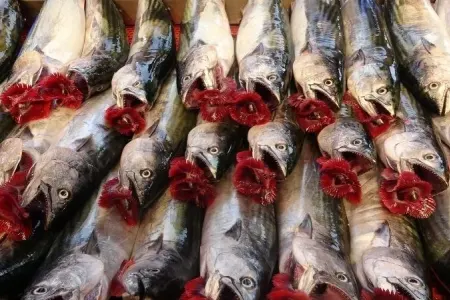 Oktyabr ayında hansı balıqları yemək lazımdır?