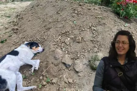 Vəfalı it sahibinin məzarını tərk etmədi