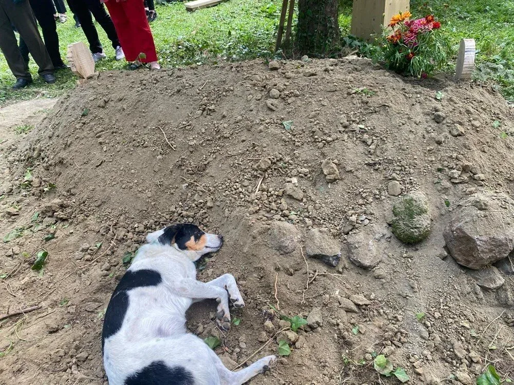 Vəfalı it sahibinin məzarını tərk etmədi