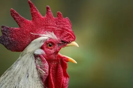 Xoruza görə qonşularını məhkəməyə verdi