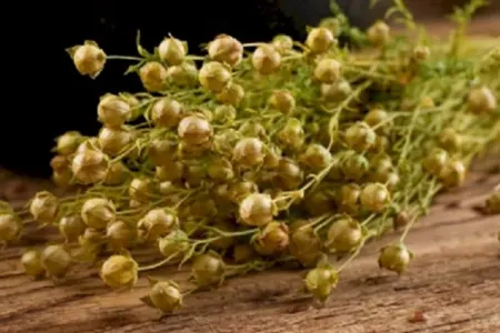 Bunlara qarşı üzərlik yandırın - Özbək və türkmənlərin sirri