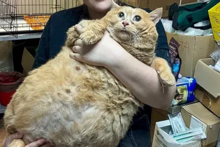 Dünyanın ən kök pişiyi arıqlama düşərgəsində - ÖLDÜ