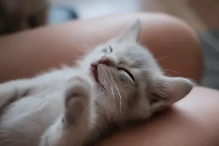 Ev heyvanları ilə eyni yatağı bölüşənlərin nəzərinə!