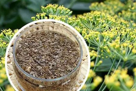 Şüyüd toxumunun faydaları