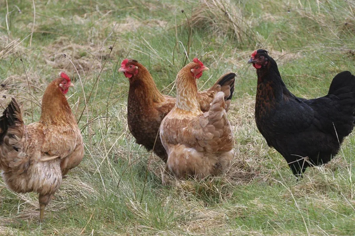 Göydən toyuq "YAĞDI" - ANBAAN VİDEO