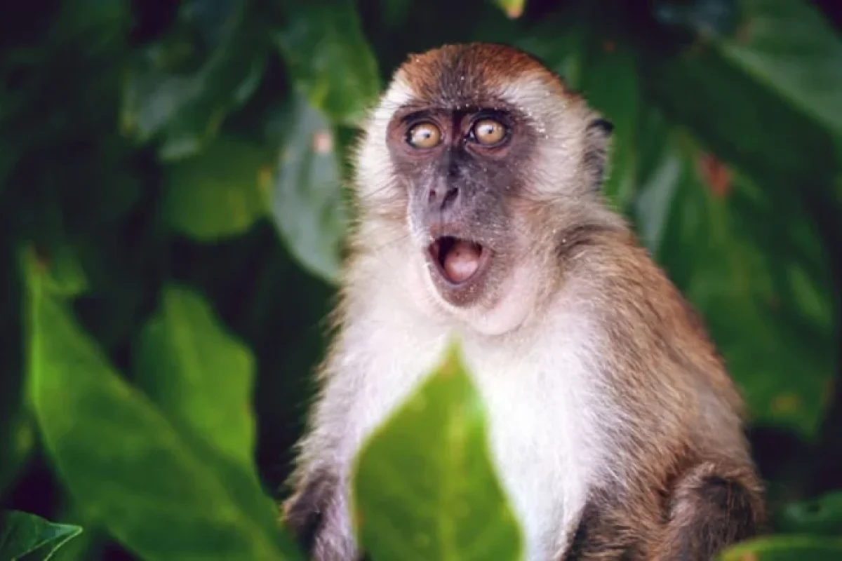 Film gerçəkləşir? - Meymunlar laboratoriyadan qaçdılar