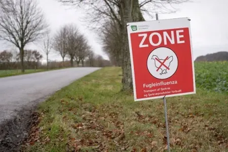 Quş qripi xəbərdarlığı: - Yüksək risk...