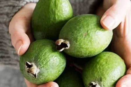 Feyxoa zob xəstəliyini kökündən qurudur?