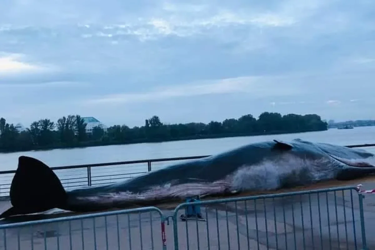 Bulvarda peyda olan nəhəng balığın nə olduğu bilindi - FOTOFAKT