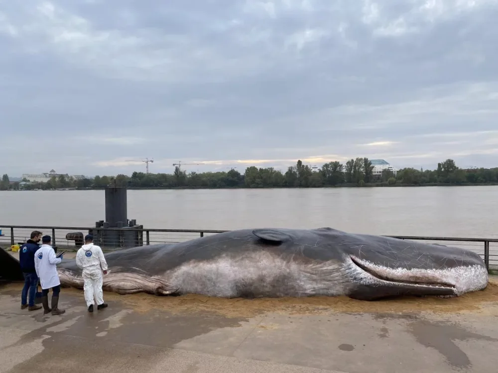 Bulvarda peyda olan nəhəng balığın nə olduğu bilindi - FOTOFAKT