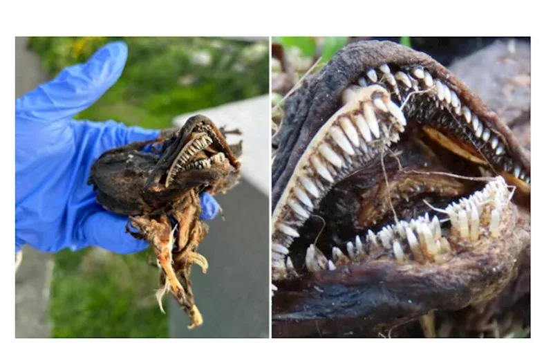 “Yadplanetlilərə” bənzəyən naməlum və qorxunc balıq tapıldı - — FOTO