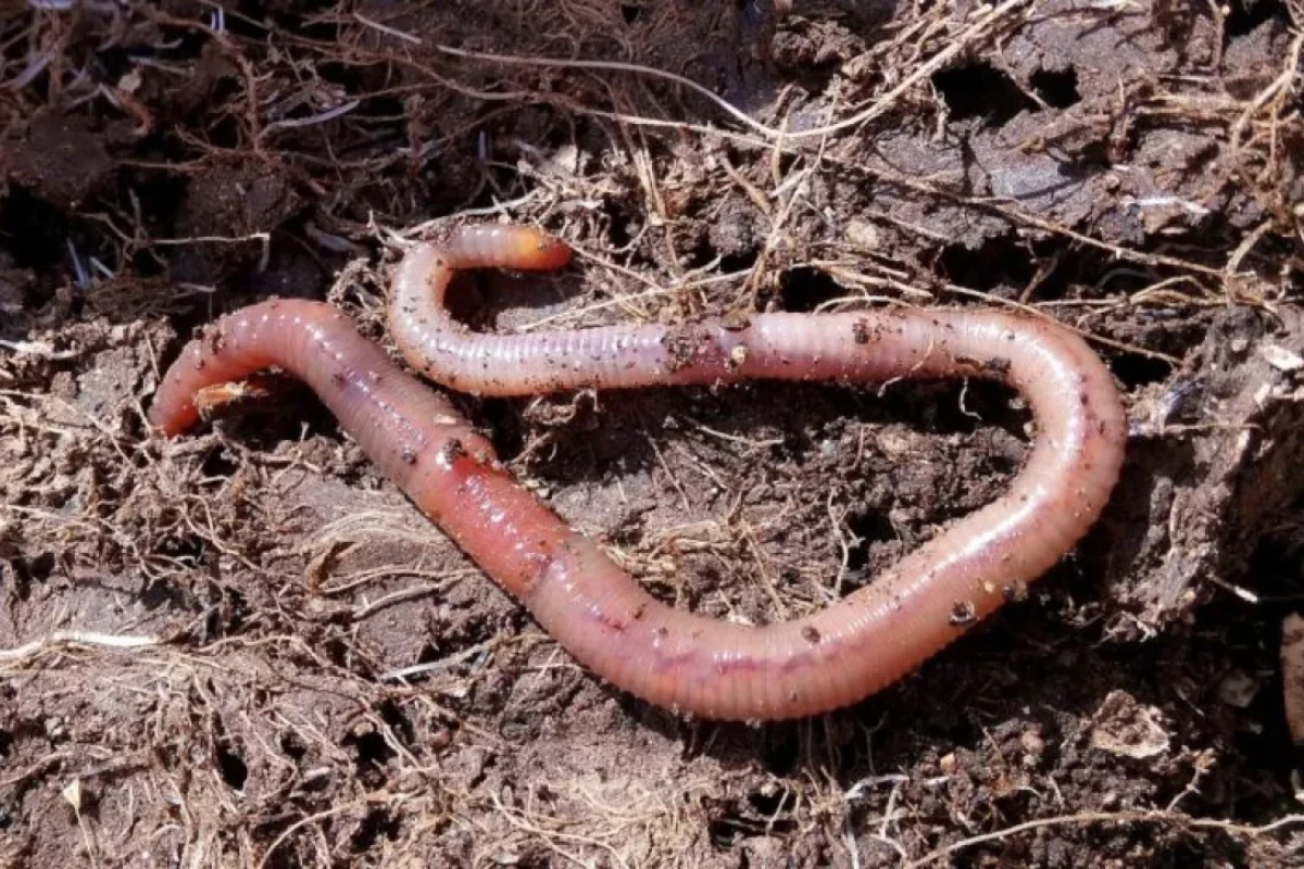 Soxulcanlar haqqında - 9 maraqlı məlumat