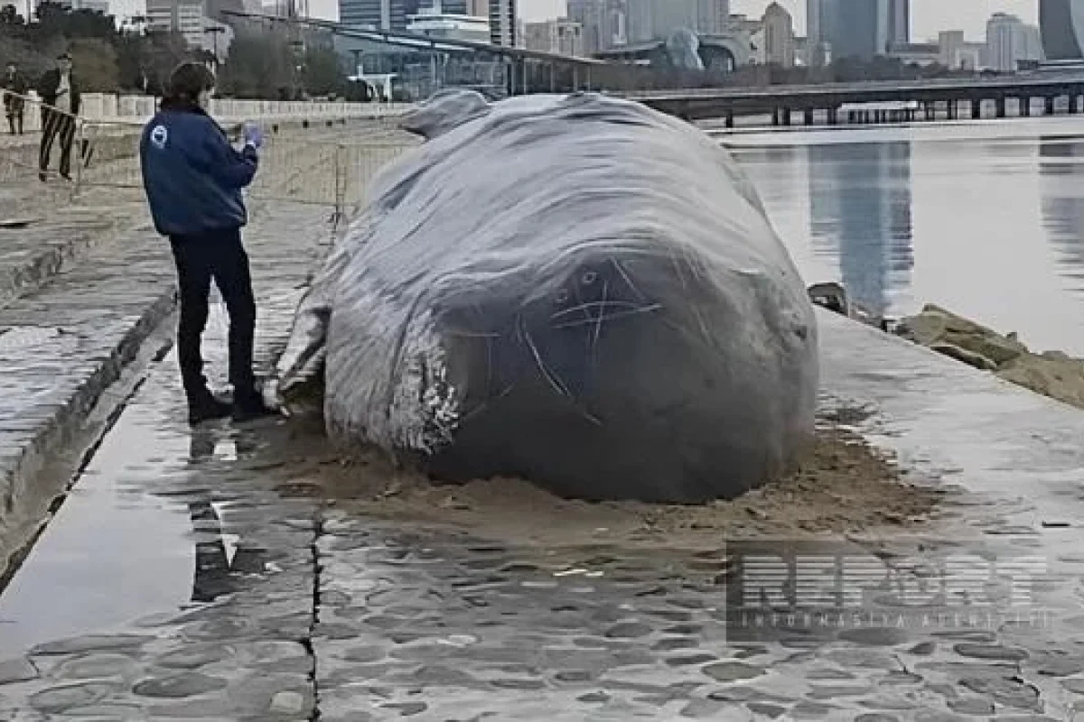 COP29-da Norveç xalqına çağırış
