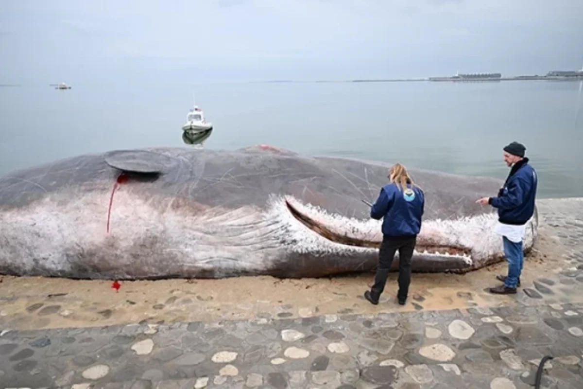 Bakıdakı balina dünya gündəmində - Foto