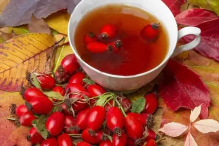 Özünüzə itburnu çayı dəmləyin: - İmmun sistemini GÜCLƏNDİRİR