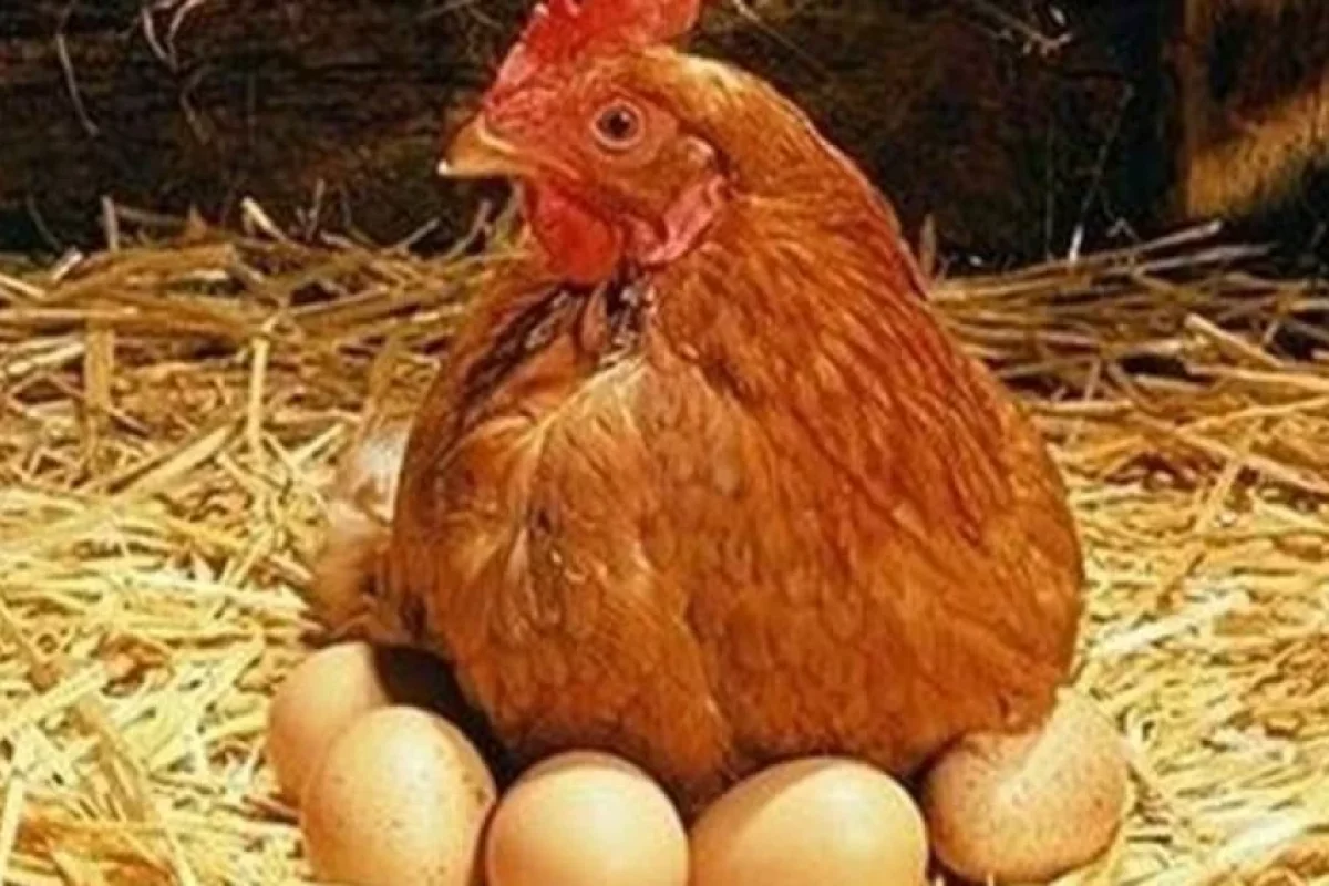 "Toyuq birinci yaranıb, ya yumurta?" - SİRR BİLİNDİ