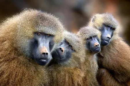 Alimlər mat qaldı: - Bəzi heyvanlar hər gün spirt içir