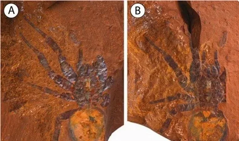 Tarixin ən böyük hörümçəyi tapıldı - Maşın boyda