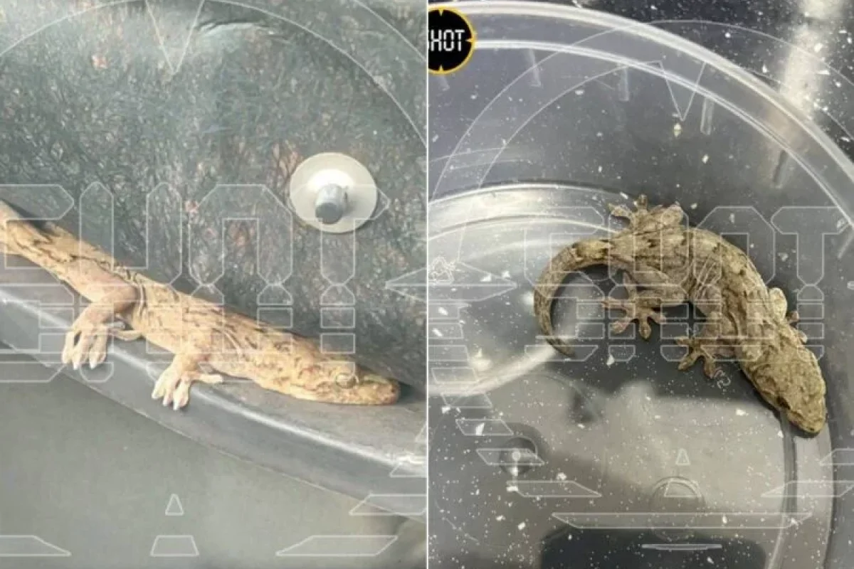 Yaponiyadan sifariş etdiyi avtomobil diri kərtənkələ ilə gəldi - – FOTO