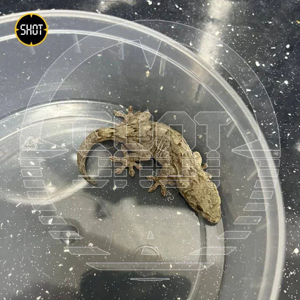 Yaponiyadan sifariş etdiyi avtomobil diri kərtənkələ ilə gəldi - – FOTO