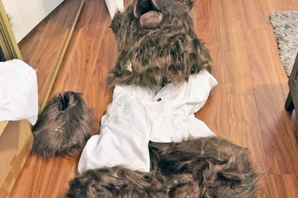 "Ayı kostyumu" ilə - DƏLƏDUZLUQ