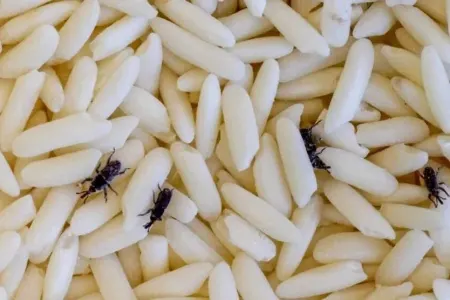 Düyüyə həşərat düşməsinin qarşısını - BU ÜSULLA ALIN