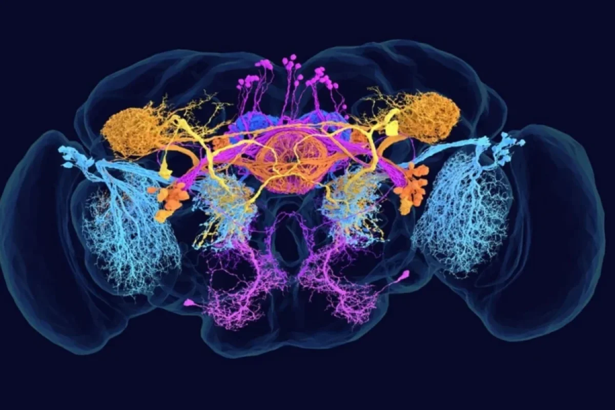 Yer üzündə ilk ölməz canlı peyda oldu – VİDEO