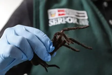 Yüzlərlə tarantula ilə qaçmaq istədi, - ancaq...
