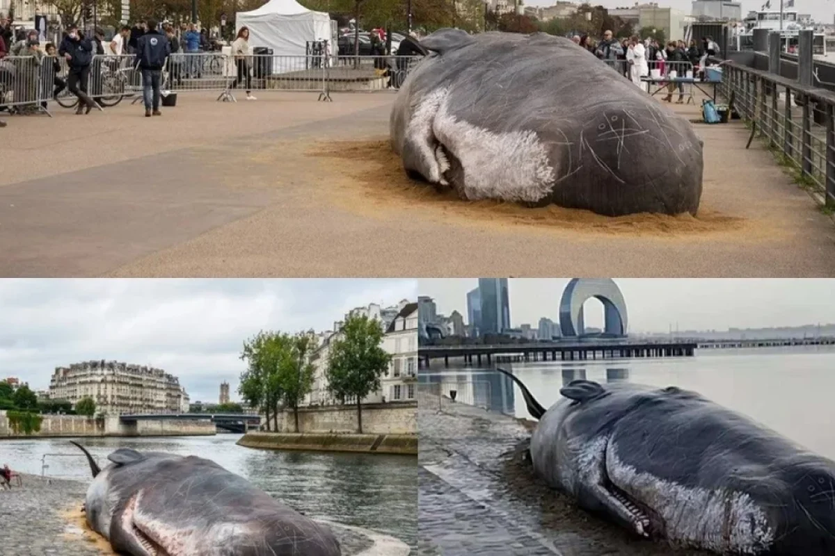Bu, bəzi jurnalistlərin qeyri-peşəkarlığını göstərir