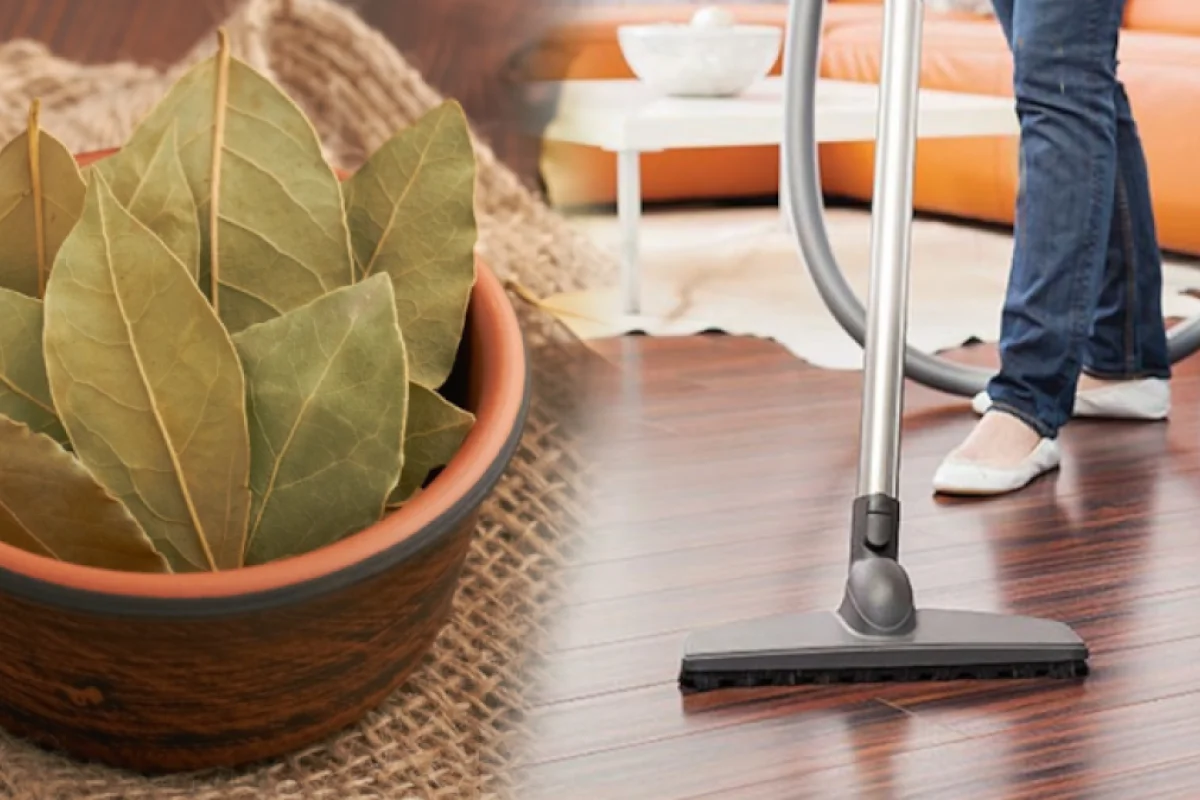 Dəfnə yarpağını tozsorana qoyaraq istifadə edin