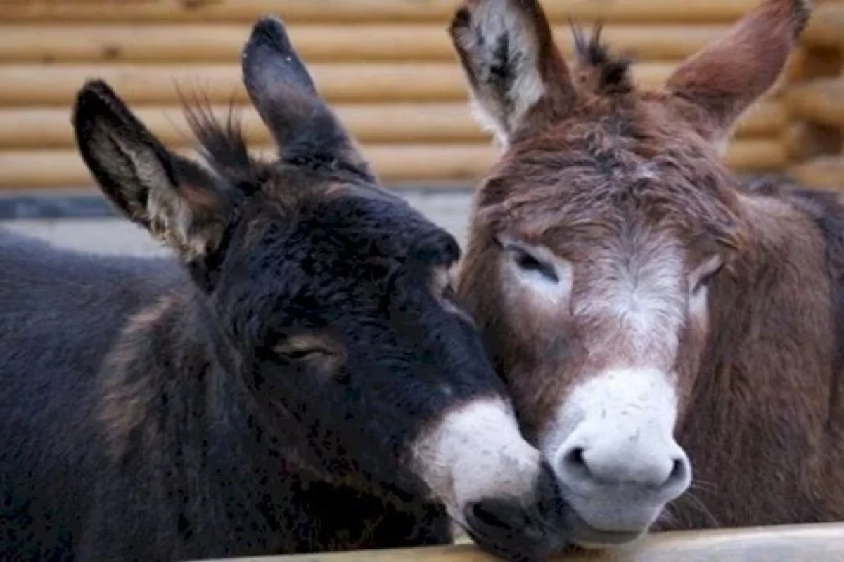 Azərbaycan Türkiyədən eşşəklər alıb