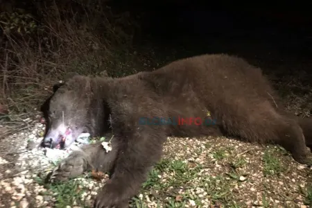 Laçında ayı hücumu: hərbçilər atəş açdı - – FOTO