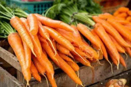 Köklərdə insan ölümünə səbəb olan bakteriya aşkar edildi