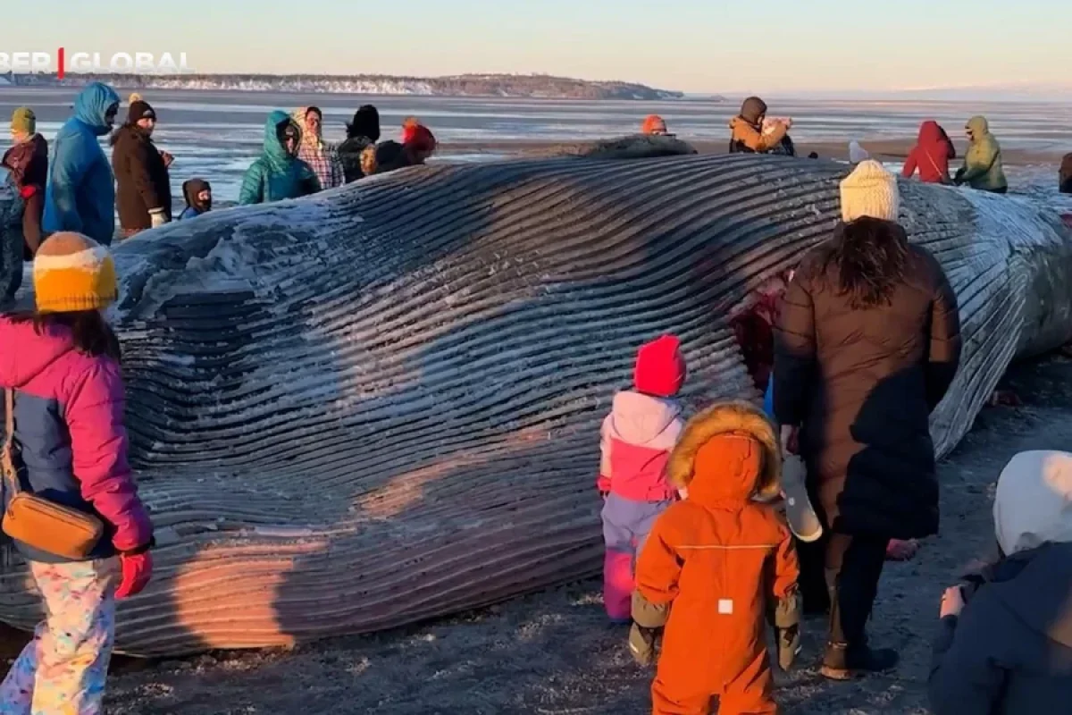 Daha bir balina sahilə çıxdı: - Bu dəfə həqiqisi - VİDEO