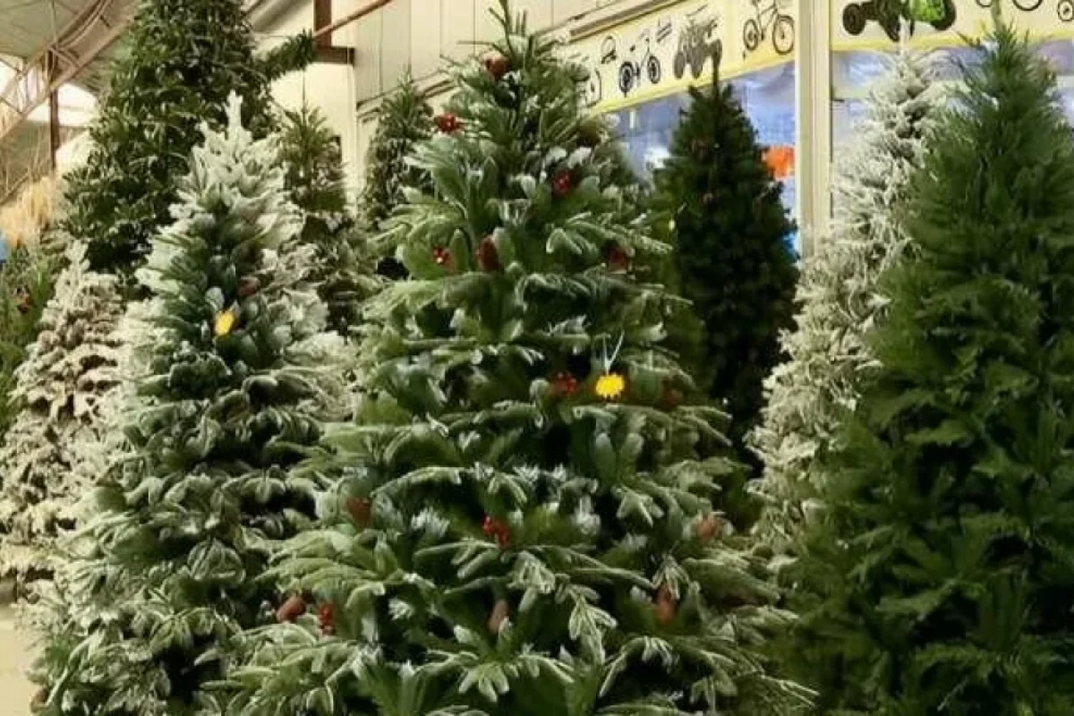 Bakıda yolkalar satışa çıxdı - Qiymətlər necə dəyişir?