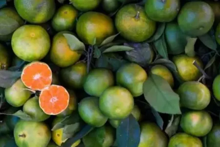 Yaşıl mandarinin bilmədiyiniz faydaları